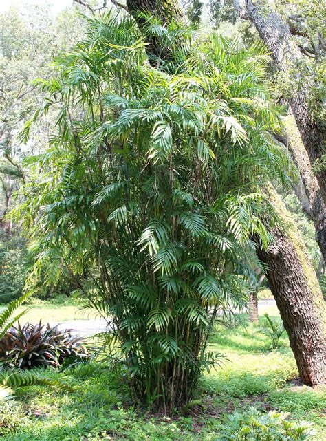 Palms And Bamboo .